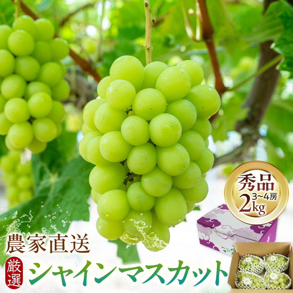 【ふるさと納税】シャインマスカット 2kg 箱 農家直送 厳選 持田農園 2026年9月下旬以降発送 | シャインマスカット 葡萄 ぶどう ブドウ 果物 くだもの フルーツ マスカット 島根県 出雲市 おすすめ 人気