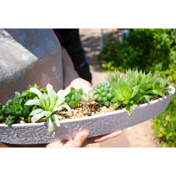【ふるさと納税】ハオルチア 寄せ植え 多肉植物 植物 グリーン よせうえ 観葉植物 手植え 癒し インテリア ナチュラル かわいい 自然 人気 プレゼント ギフト 贈り物