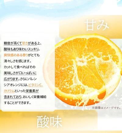 希少な国産バレンシアオレンジ 7kg【ご家庭用訳あり】【2025年6月下旬頃～2025年7月上旬頃に順次発送】【UT77】　XF047_イメージ4