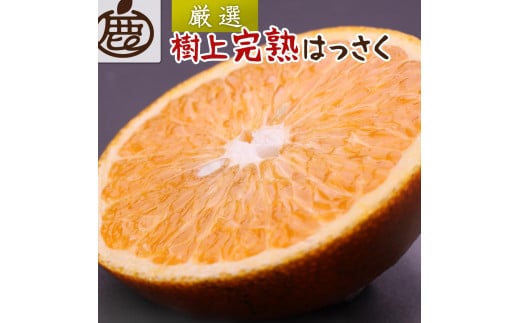 厳選 樹上完熟はっさく 約2.5kg+75g（傷み補償分）【八朔】【さつき・木成】 【2025年4月初旬～2025年5月末日 順次発送】【IKE31】