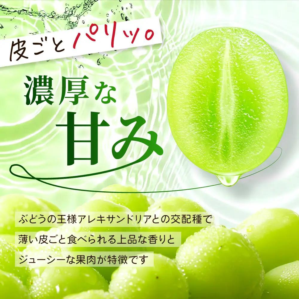 《先行予約 2026年8月下旬～9月発送》【勧修寺観光農園】不揃い訳あり 京都市産 シャインマスカット 1kg｜シャインマスカット 人気