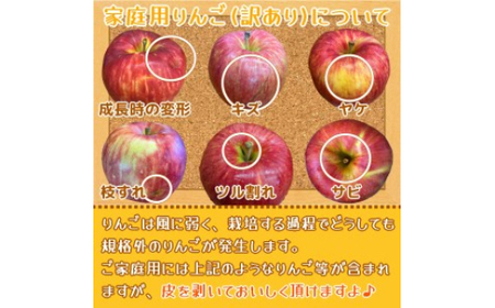 家庭用 りんご ふじ (有袋) スマートフレッシュ™ 5kg (14玉から20玉入り 5kg 1箱) 見た目にわけあり 味はそのまま｜青森 つがる 訳あり 訳アリ リンゴ 青森りんご フルーツ 果物 