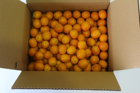 AA-C1 串間市産の完熟きんかん「たまたま」(2L・計3kg)【串間市大束農業協同組合】