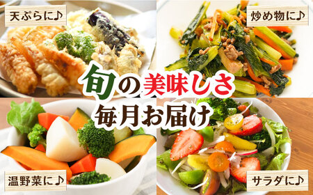 【3回定期便】野菜定期便15品目以上 吉岡青果[SCZ023] 野菜定期便
