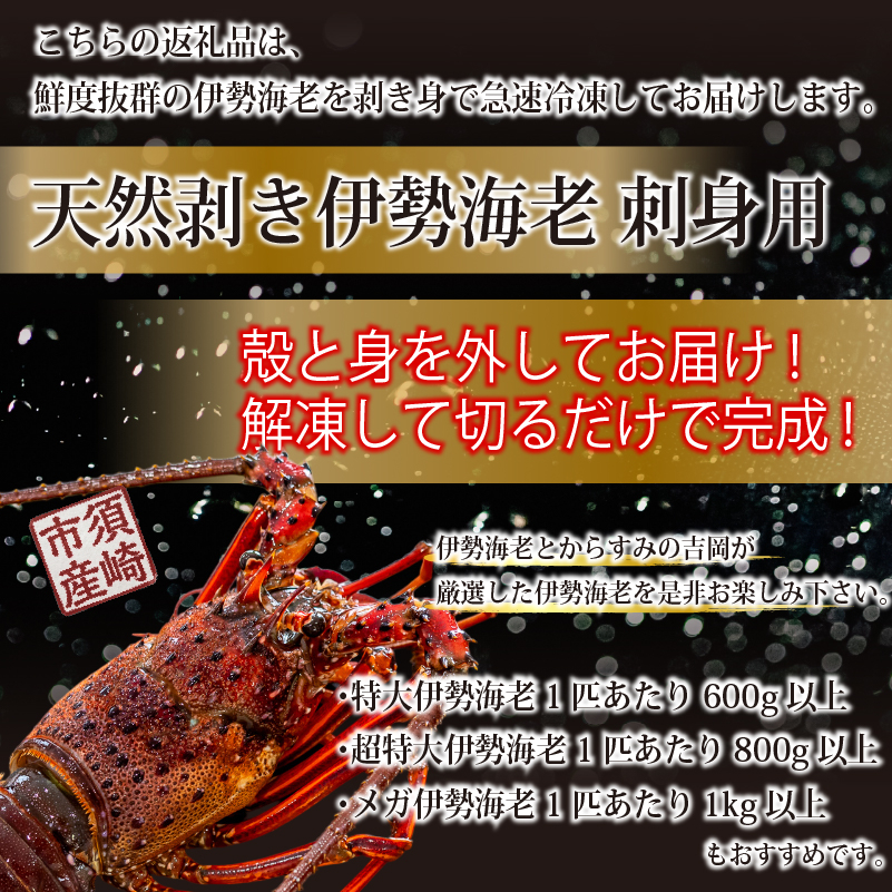 でっかい天然伊勢海老  刺身用 540g~2kg以上 冷凍  2kg以上