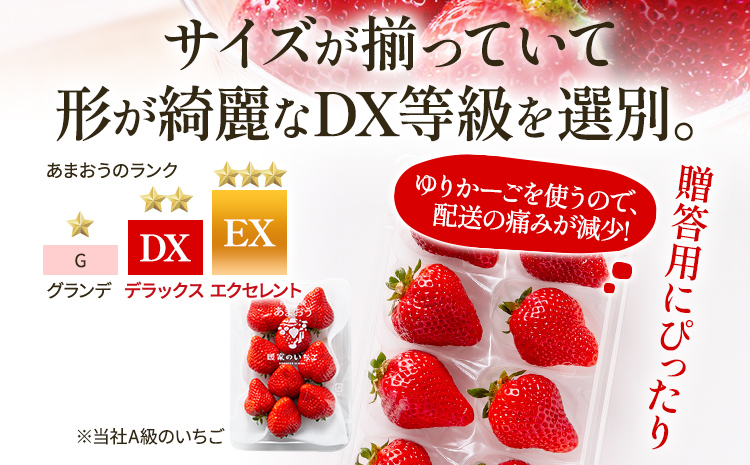 アフター保証 あまおう 8～9粒入り×2パック【先行受付／2026年1月以降順次発送予定】いちご 大粒 不揃い DX デラックス エクセレント 苺 イチゴ 福岡高級 フルーツ 土産 福岡県