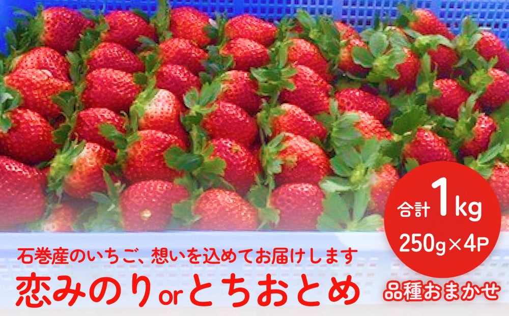 
いちご（恋みのり・とちおとめ）250g×4パック 冷蔵 苺 イチゴ フルーツ 果物 ストロベリー
