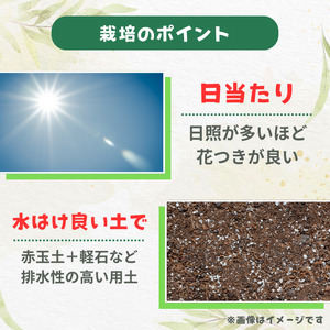 グレビレア　フォレストランブラー ／ グレビレア フォレストランブラー 植物 観葉植物 鉢植え