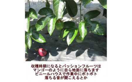 清田さんのパッションフルーツ 約1kg（9～15玉）【2025年6月下旬～7月下旬迄発送予定】