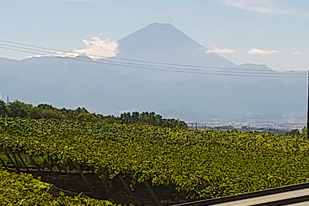 【2026年発送】 訳あり 旬のぶどう 詰め合わせ 2kg  家庭用 [みのり農園 山梨県 韮崎市 20742853]