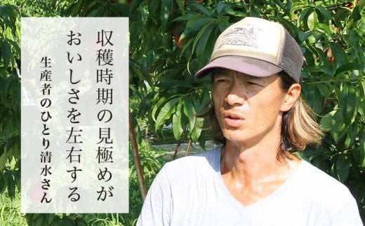 収穫するタイミングが、桃の味を大きく左右するそうで、収穫は人に任せず、清水さんが全てひとりで目利きして、収穫しています。