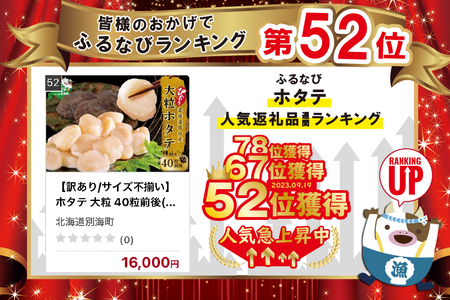 【訳あり/サイズ不揃い】ホタテ 大粒 40粒前後(約1kg) 旨さ 際立つ ！ 野付産 ほたて（ ほたて ホタテ 帆立 貝柱 訳アリ 訳あり 増量 年末企画 訳あり ふるさと納税 FN-Support