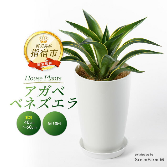 【ふるさと納税】＜先行予約受付中！2025年3月上旬以降順次発送＞アガベ(ベネズエラ黄)(鉢底より40cm〜60cm) ※北海道・沖縄・離島配送不可※ アガベ 観葉植物 鉢 おしゃれ インテリア グリーン 大型 【Green Farm M】