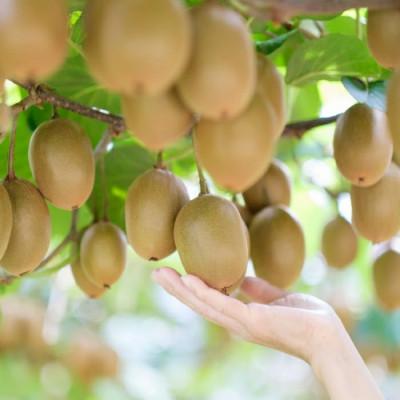 ふるさと納税 太良町 栄養満点!東京ゴールド(キウイフルーツ)14〜20個 1.6kg〜1.8kg(太良町)【LB-13】 |  | 01