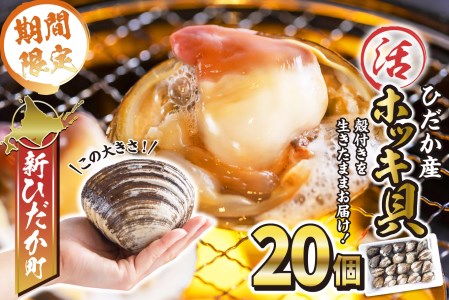 ＜ 11月中旬より順次発送 ＞北海道産 活ホッキ 貝 20個  ホッキ 北寄 北寄貝 貝 殻付き 海鮮 海産物 新鮮 旬 ＜ 予約受付 ＞
