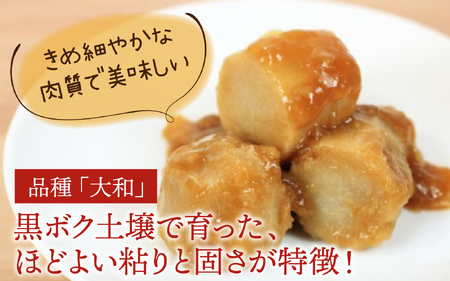 【先行予約】さといも 大和里芋（やまと）5kg【2025年11月上旬順次発送】 | 野菜 芋 イモ 根菜 いも 煮物 旬 味覚 秋