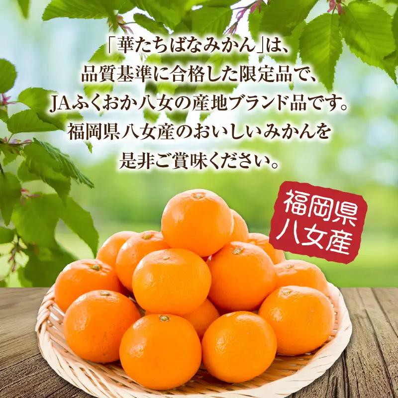 【2026年12月発送開始】華たちばなみかん 約5kg｜ＪＡふくおか八女 蜜柑 ミカン 秀品 福岡 果物 フルーツ 先行予約 家庭用 自宅用 002-005