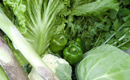 定期便6回 野菜 セット 野菜 やさい 野菜 やさい