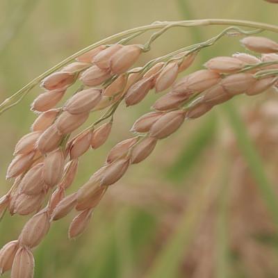 ふるさと納税 南魚沼市 令和7年産 南魚沼産 笠原農園米 コシヒカリ無洗米2合真空パック20個【簡易包装】 |  | 02