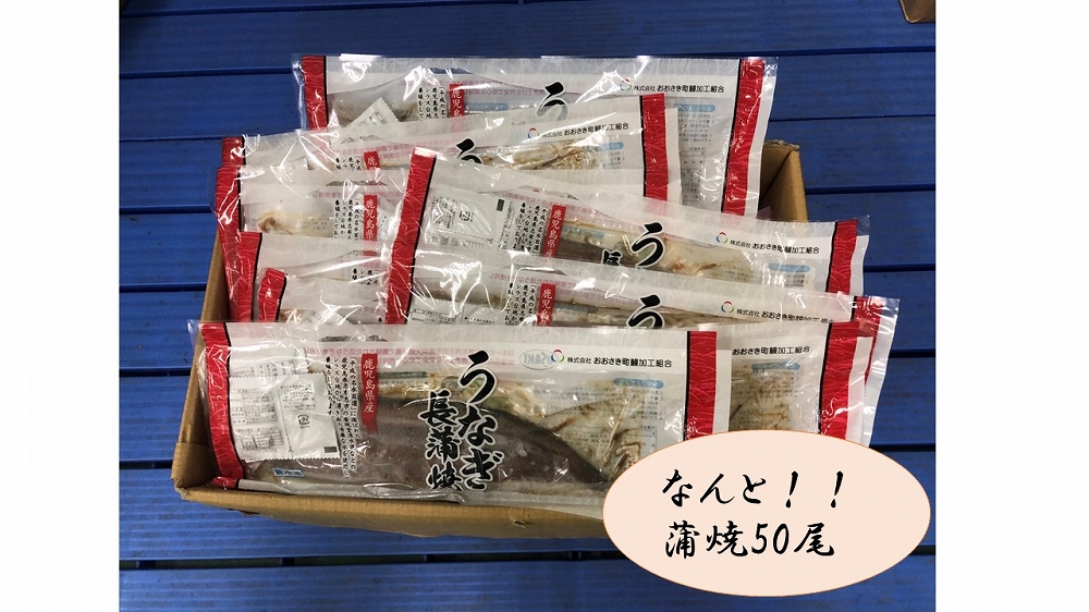 どーんとお届け！特大50尾　鹿児島県産長蒲焼 464686_A902