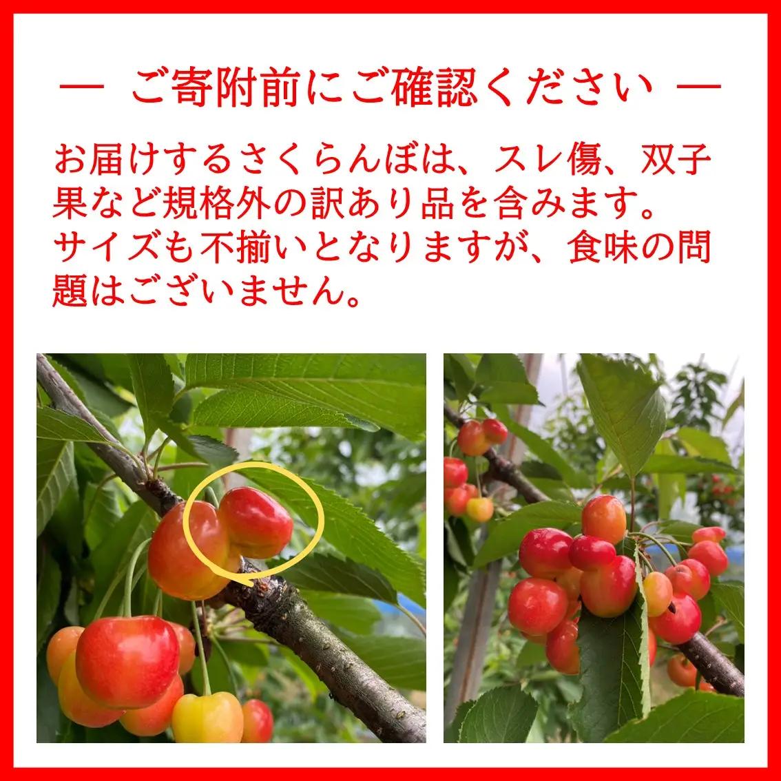 三関産 さくらんぼ 訳あり 500g（250g×2）佐藤錦 紅秀峰 サイズ混合 【藤利果樹園】[B14605]
