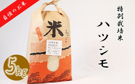 
            ≪令和6年産≫ 新米 【特別栽培米】垂井町産 ハツシモ 5kg
          