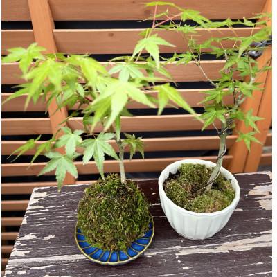 ふるさと納税 豊後大野市 苔玉1個 苔盆栽1個(もみじ) 合計2個セット |  | 03