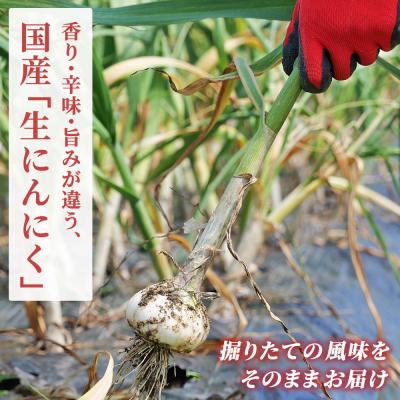 ふるさと納税 西予市 【先行予約】<生にんにく サイズ混合 約1kg> 国産 ニンニク 生 野菜 |  | 01