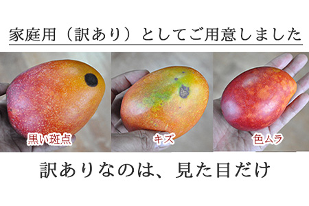 【先行受付】訳あり 沖縄マンゴー（石垣島産）1kg ときわマンゴー農園【2024年7月～8月中旬に順次発送予定】TK-8