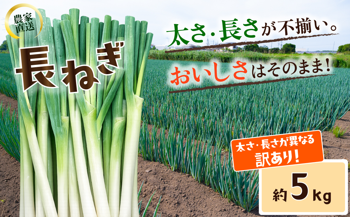 【訳あり】長ねぎ 茨城県産 5kg 【茨城県 下妻市産 長ねぎ 長ネギ 長葱 白ねぎ 白ネギ 白葱 ねぎ ネギ 葱 野菜 採れたて 旬野菜 季節の野菜 鍋 おすすめ】