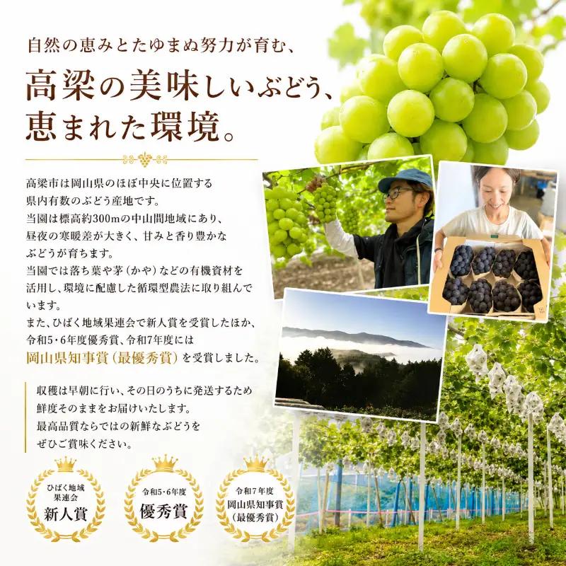 ぶどう 訳あり ニューピオーネ 3～4房 約2kg 化粧箱 ぶどう