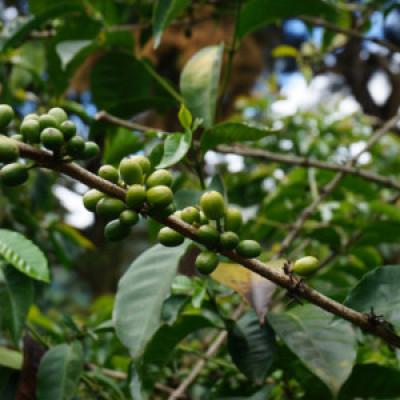 ふるさと納税 諫早市 【のし付き】自家焙煎スペシャルティコーヒーおまかせセット　スタンダード(豆のまま) |  | 02