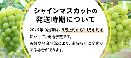 【2024年先行予約】山梨県産シャインマスカット約1kg（2房）山梨県産 シャインマスカット 約1kg(2房) シャインマスカット 山梨 シャイン ぶどう 先行予約 産地直送 山梨県産 シャイン フル