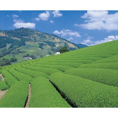 ふるさと納税 掛川市 掛川一番茶 深むし茶 300g袋×5本 |  | 03