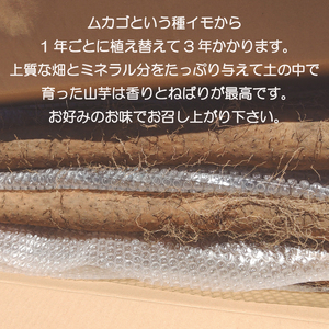 【2026年11月下旬～2027年１月下旬配送】【数量限定】水戸の３年長芋（元気の源）【ながいも 山芋 やまいも 野菜 やさい ムカゴ とろろ 茨城県 水戸市】（HD-1）