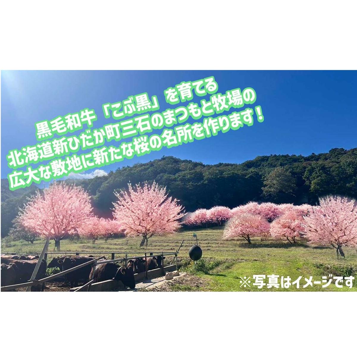 ＜ 北海道 新ひだか町 に新たな 桜 の 名所 を ＞ あなた だけの 桜の木 オーナー 権 八重桜 キャンプ BBQ バーベキュー 三石 まつもと牧場
