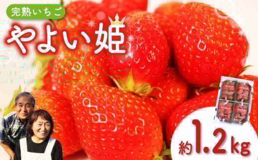 【クラファン支援対象返礼品！】 【2026年1月～2026年3月発送予定】 やよい姫 約1.2kg 300g×4パック いちご 完熟 苺 産地 直送 フレッシュ イチゴ 贈答 フルーツ 果物 国産 静岡 静岡県 藤枝市