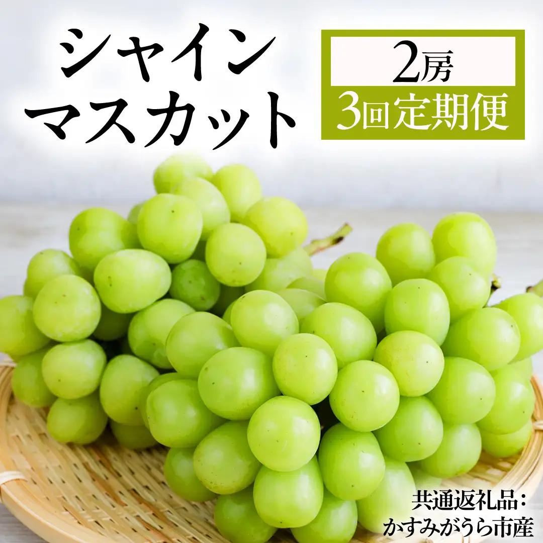 【3回定期便】 シャインマスカット 2房  (県内共通返礼品:かすみがうら市産) マスカット しゃいんますかっと 皮ごと フルーツ 果物 くだもの ぶどう ブドウ 葡萄 新鮮 季節限定 旬 旬の果物 季節の果物 茨城 [BR187]