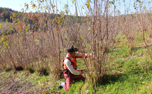 FYN9-293 【2026年2月末お届け】 山形県 西川町産 啓翁桜 1束(80cm×10本) 2026年2月下旬から順次発送 ひな祭り 雛祭り 卒業 卒業式 春 桜 さくら サクラ 花 フラワー 