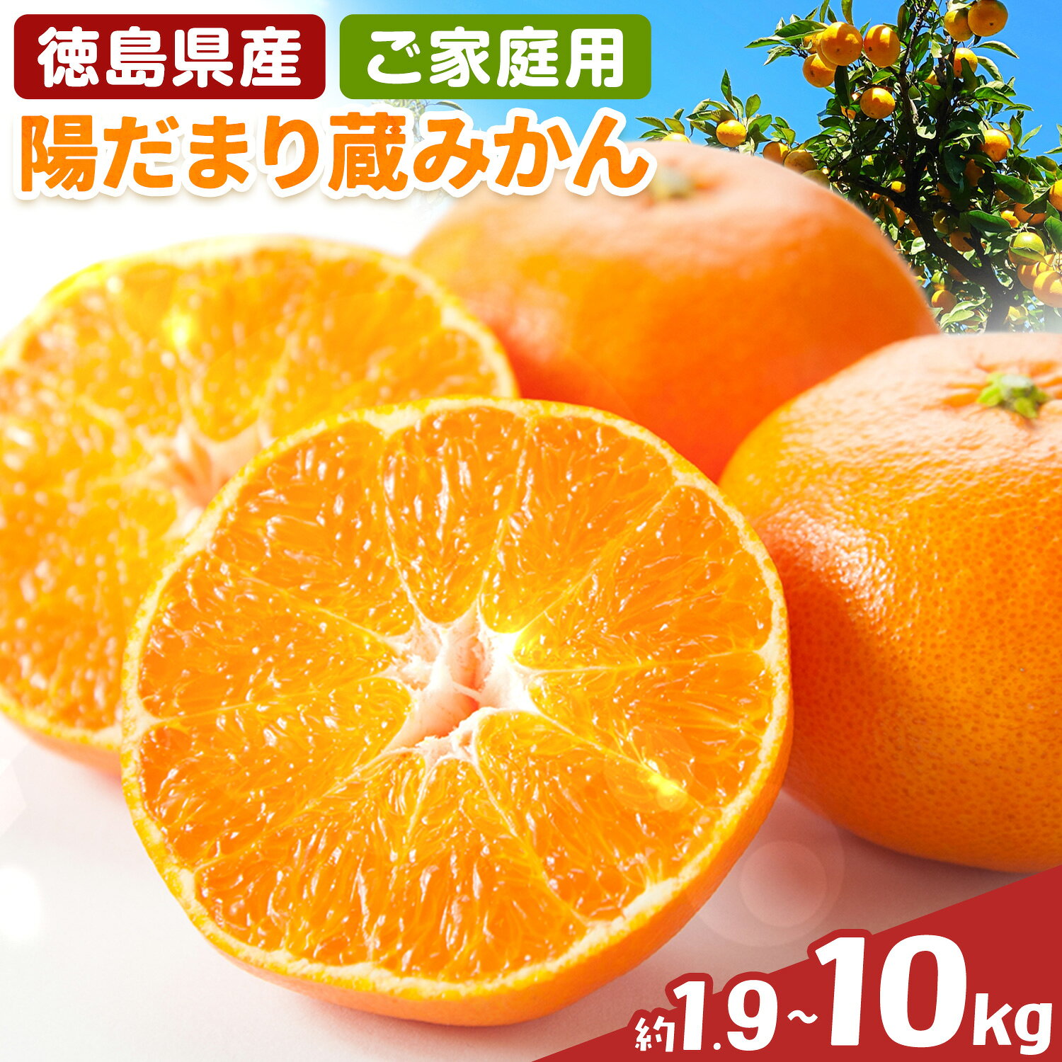 【ふるさと納税】ご家庭用 徳島県産 陽だまり 蔵みかん 選べる 1.9kg 5kg 10kg《2月中旬-3月上旬頃出荷予定》徳島県 上板町 訳あり 柑橘 果物 フルーツ 柑橘類 みかん ミカン