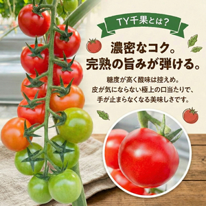ミニトマト 2kg 国産 野菜 【ミニトマト】