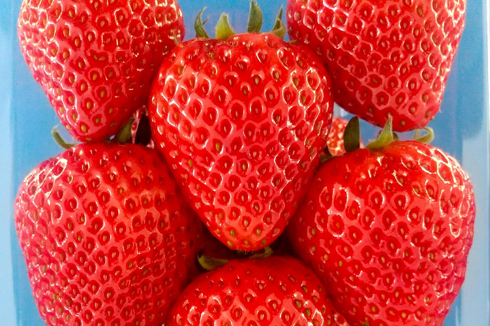 《2026年1月上旬～3月下旬発送》関東限定配送 イチゴ よつぼし 約260gパック×4