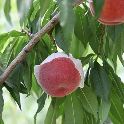 山梨県山梨市産 桃 約2kg(5～8玉)【配送不可地域：離島】