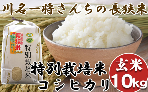 【令和6年産】川名一将さんちの長狭米 特別栽培米コシヒカリ10kg【玄米】[0024-0010]