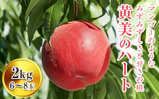 
            福島県産 伊達市で開発 黄美のハート 2kg 新品種 2025年9月上旬～2025年9月中旬発送 2025年出荷分 先行予約 予約 大玉 伊達の桃 桃 もも モモ 果物 くだもの フルーツ 国産 食品 F20C-150
          