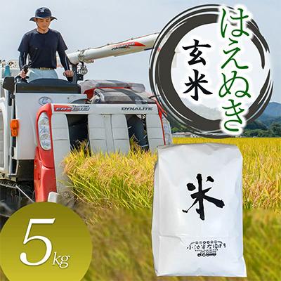 ふるさと納税 鶴岡市 数量限定【令和7年産】山形県庄内産 小池半左衛門のお米　はえぬき【玄米】5kg