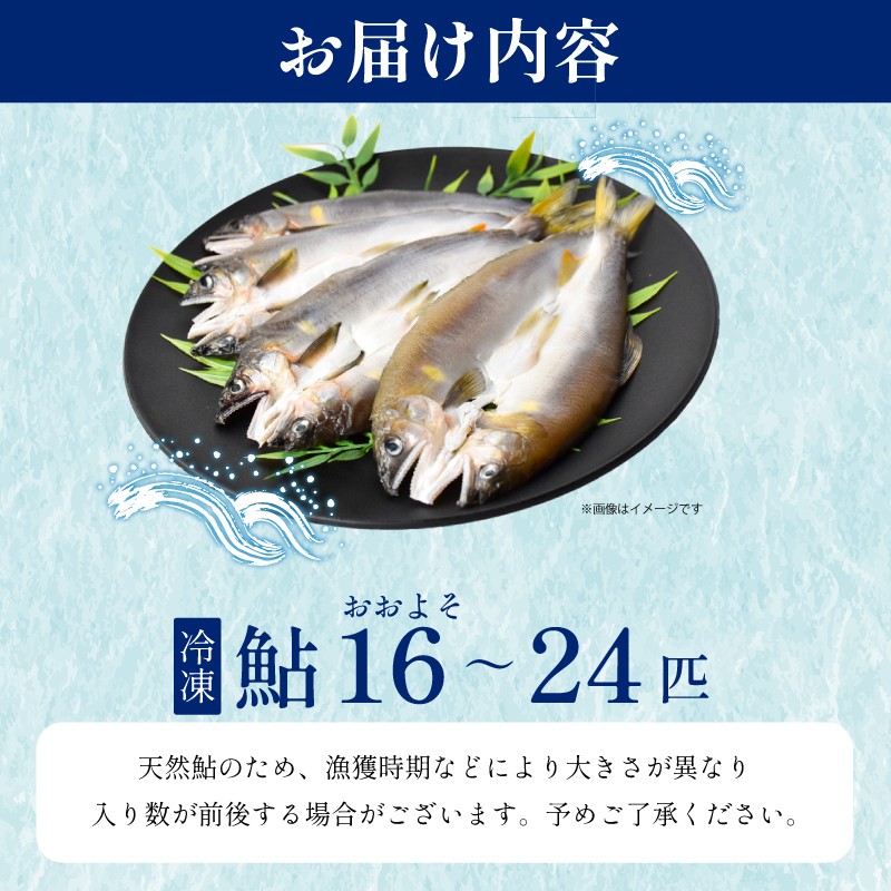 16~24匹お届けします