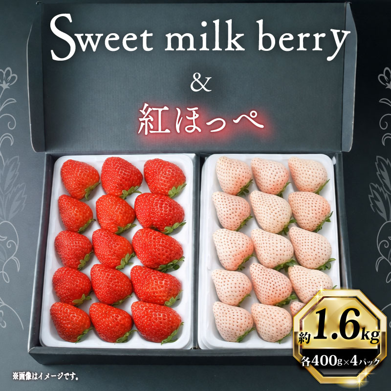 【ふるさと納税】 高級 紅白いちごセット 白いちご Sweet milk berry 赤いちご 紅ほっぺ 白 × 2パック 赤 × 2パック いちご フルーツ ストロベリー 苺 果物 ギフト プレゼント 贈り物 おすすめ おいしい 農産物 牧之原市 静岡県