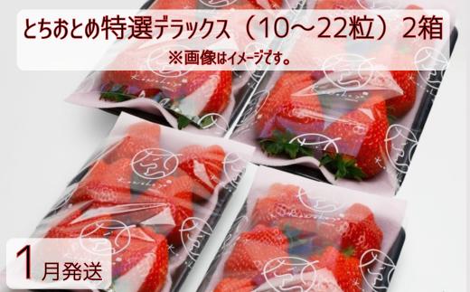 【1月発送】いちご とちおとめ特選デラックス 10～22粒×2箱（4パック） 苺 イチゴ とちおとめ 選べる 発送月 発送回数 個数 いちご「とちおとめ」風早いちご園 有名ホテル使用 厳選 フルーツ 果物 季節限定 甘い 濃厚 ジューシー 新鮮 2箱 送料無料 ギフト 贈答 茨城県 鉾田市 野菜王国 予約受付