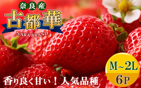 平群 の 古都華 いちご （ M ～ 2L サイズ） 6パック | 先行予約 フルーツ 果物 くだもの ブランド いちご 苺 古都華 ことか 大粒 甘い 大人気 満足 希少 希少品種 ストロベリー 美味しい 品種 特徴 糖度 2月 順次発送 旬 送料無料 濃厚 香り 果汁 味わい深い お取り寄せ 産地直送 農家直送 せいけファーム 名産地 奈良県 平群 町